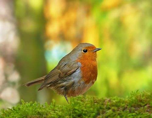 Robin dans les bois
