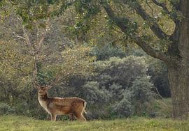 Strength and pride by Nienke Bot