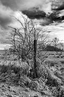 Tree.