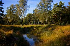 Renkumse Sprengen von Chris Gerrist