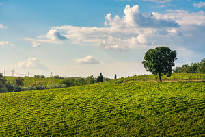 Weinberg und einsamer Baum in den Hügeln des Chianti, Toskana
