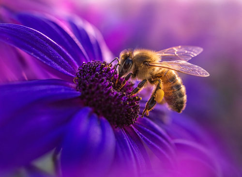 Paarse Nectar - Een moment van puur goud