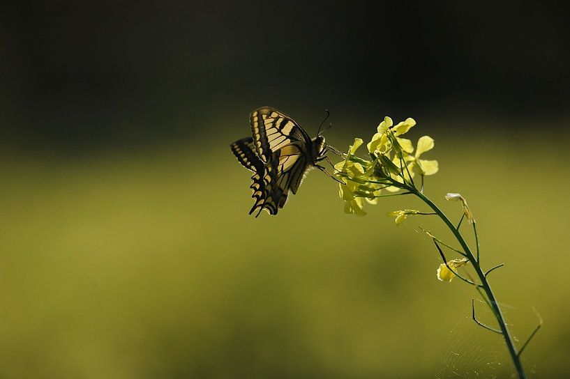 machaon butterfly by didier galibert