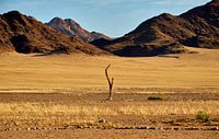 Dode boom in Namib-Naukluft Nationaal Park, Namibië