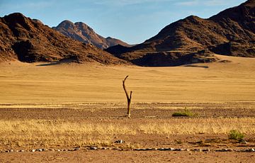 Arbre mort dans le parc national du Namib-Naukluft, Namibie sur Thomas Marx