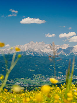Sommerwiese mit Dachsteinblick