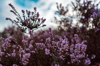 Glowing Splendour: The Flowering Beauty of the Heath Plant