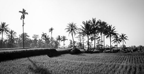Zwart wit panorama van een rijstveld op Bali