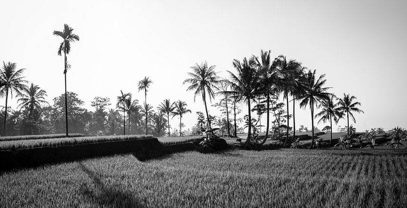 Zwart wit panorama van een rijstveld op Bali van Ellis Peeters