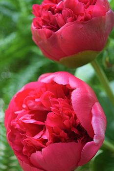 Roze dubbele pioenroos in bloei, met groene bladeren