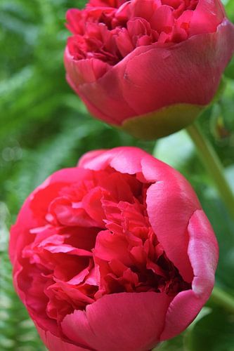 Rosa gefüllte Pfingstrose in Blüte, mit grünen Blättern