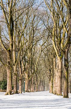Row of bare trees and a walking path covered with snow van Werner Lerooy