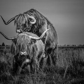 Koeien Schotse Hooglander langharige paren zwart/wit van R Alleman