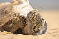 Seal