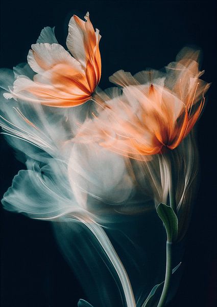 Blumen, die sich bewegen von Sander Hupkes