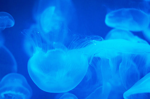 Jellyfish at Sea Life Scheveningen