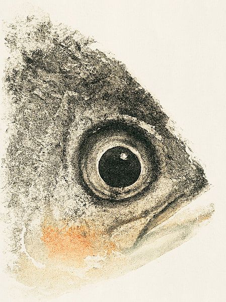 Gyotaku Fish 01 van Fernando Vieira