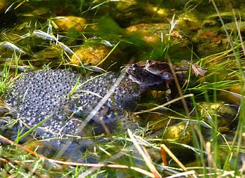 Frogs in spring