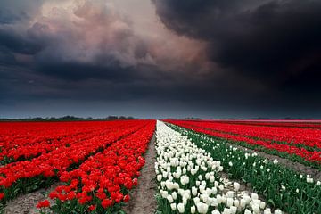 Storm and tulips van Olha Rohulya