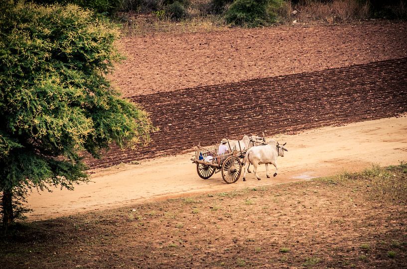 Bagan's boeren velden in Myanmar van Sven Wildschut