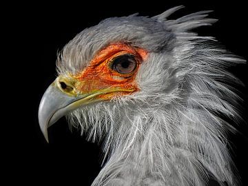 Sekretär Vogel von Maickel Dedeken