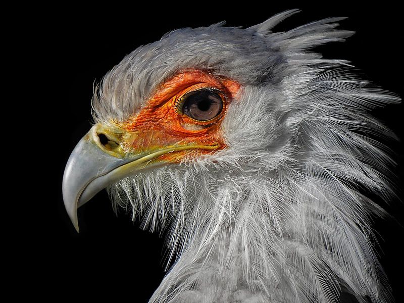 Secretary bird by Maickel Dedeken