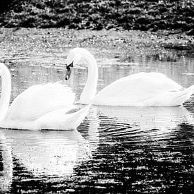 pair of swans in the water by Johan van der Linde