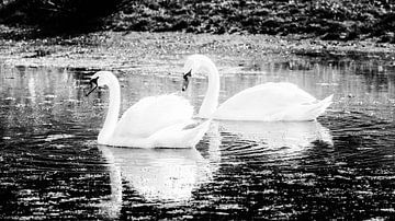 pair of swans in the water by Johan van der Linde