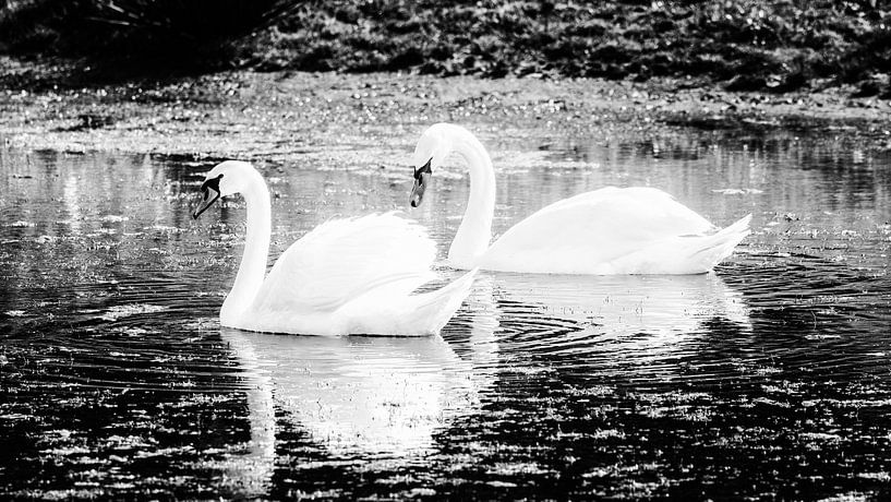 couple de cygnes dans l'eau par Johan van der Linde