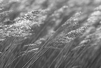 waving reed stems in black and white