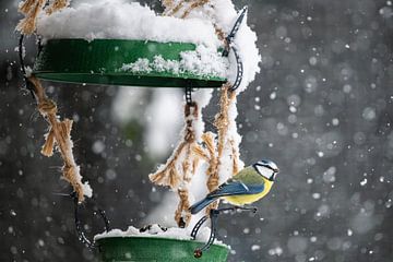 Blauwe mees bij de voederplaats tijdens sneeuwval