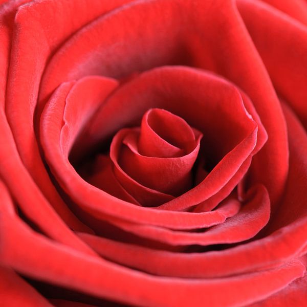 Rode  roos van Barbara Brolsma