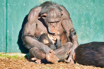 Chimpansee met jong van Ivanka van Gils-Hafakker