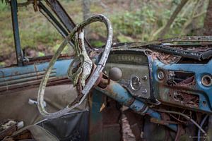 Bœuf en voiture au cimetière en forêt de Ryd, Suède