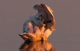 Ontwaken in Goud – Zwaan bij Zonsopkomst versie 1 van Foto Studio Labie