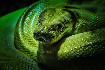 Groene slang close up van Faucon Alexis