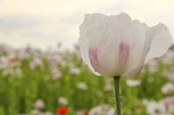 mooie witte papaver bloem closeup met een zachte groen, blauw en roze achtergrond van Angelique Nijssen thumbnail