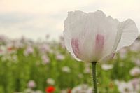 mooie witte papaver bloem closeup met een zachte groen, blauw en roze achtergrond