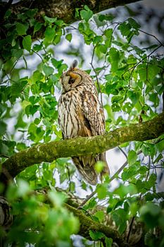 Long-eared owl