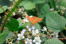 Butterfly by Thomas Jäger