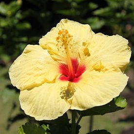 Hawaiianse bloem van Bas Berk