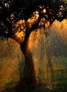 lichtdouche van Stefano Castoldi thumbnail