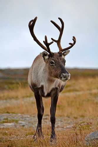 Reindeer