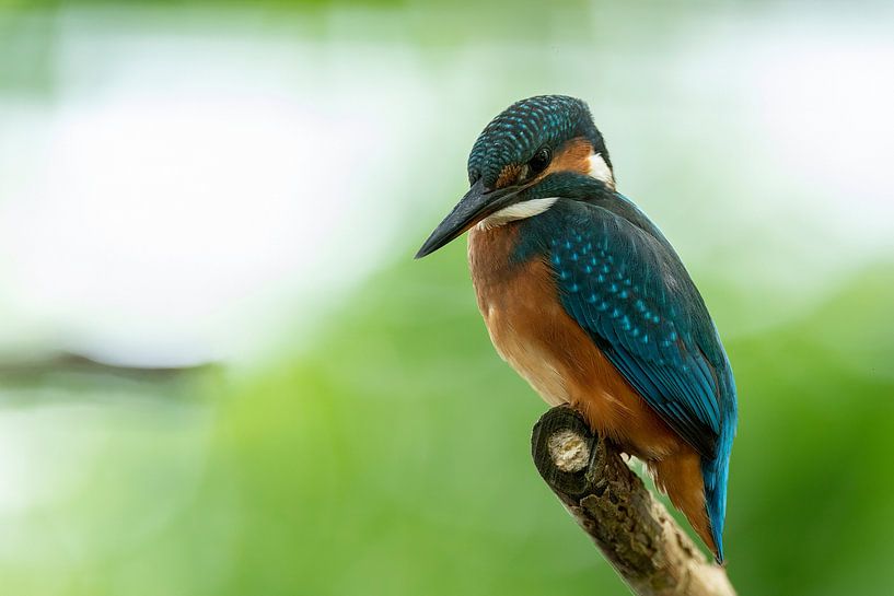 Martin-pêcheur par Rando Kromkamp Natuurfotograaf