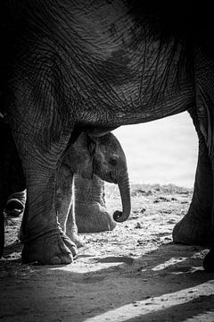 Baby elephant at mommy's in black and white by Dave Oudshoorn