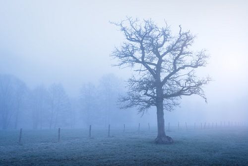 Een mistig zonsopkomst in de Belgsche Ardennen.