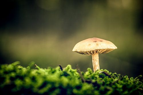 Scènes d'automne 2019