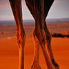 Jambes dans le désert du Sahara - Maroc sur Homemade Photos