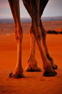 Jambes dans le désert du Sahara - Maroc