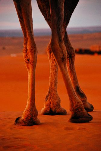 Poten in de Sahara - Marocco